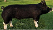 FKB5 Tex's Ranger 62-6